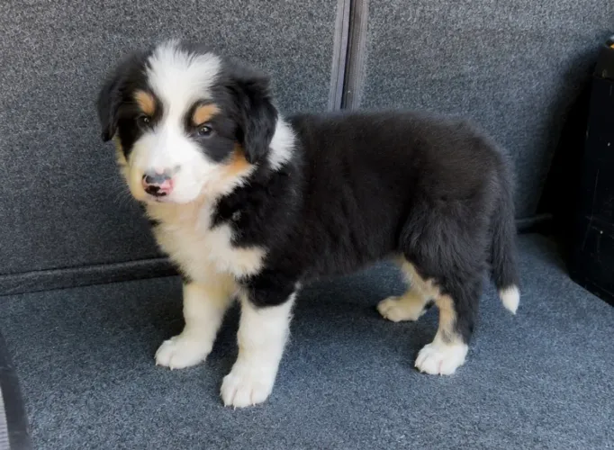 Border Collie filhotes lindos R$900,00
