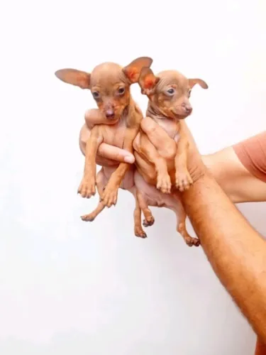 Pinscher Zero Companheiro Ideal