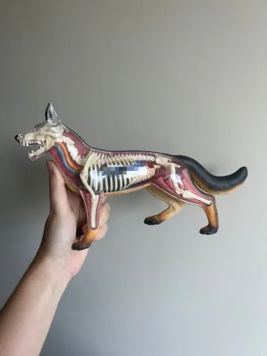Anatomia do Cachorro 4D Desmontável