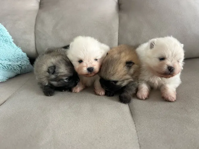 Spitz alemão filhote (Lulu da pomerania)