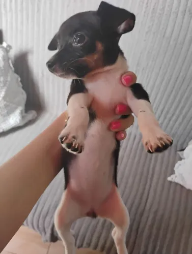 Pinscher 1 fêmea