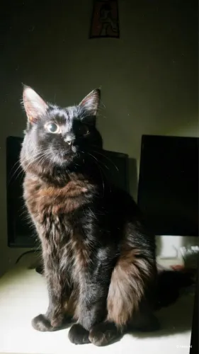 Adoção de gato