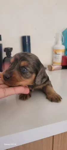 Dachshund Macho arlequim prata pelo longo olho azul