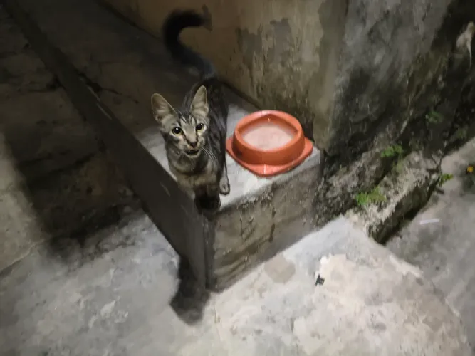 Vamos adotar uma gatinha de 4 meses
