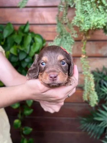 FILHOTES DE DACHSHUND PELO LONGO CHOCOLATE