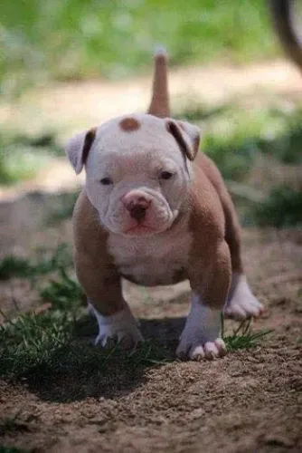 American Bully - Dog Com Presença Marcante E Muito Carinho