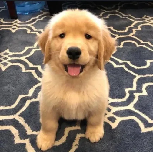 Golden Retriever para família