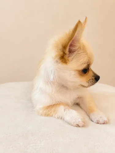 Chihuahua fêmea pelo longo