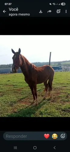 Cavalos