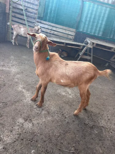vendo ou troco em carneiros 