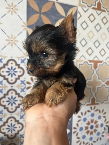 Yorkshire mini 