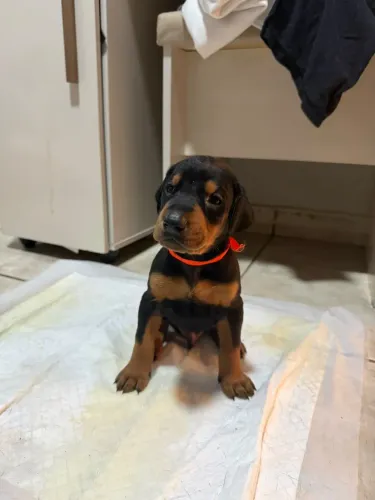 Filhote de DOBERMAN 