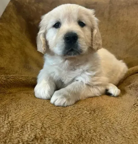 Golden Retriever machos e fêmeas- Encontre Seu Novo Companheiro em Nossa Loja Física