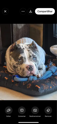 American bully filhotes de alto nível 
