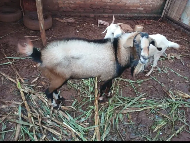 Vendo casal de cabras
