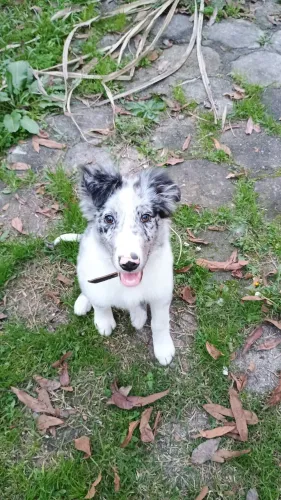 Border collie BLUE merle