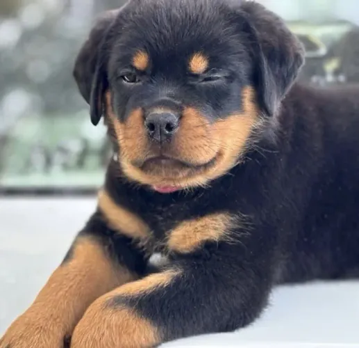 Rottweiler Tem personalidade de sobra nessa pequena carinha