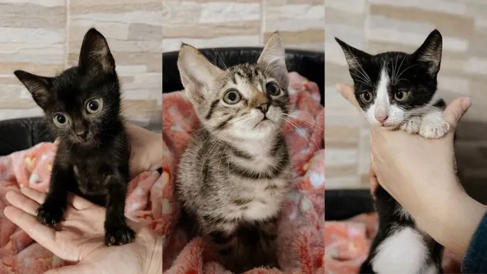 DOAÇÃO DE GATINHOS 