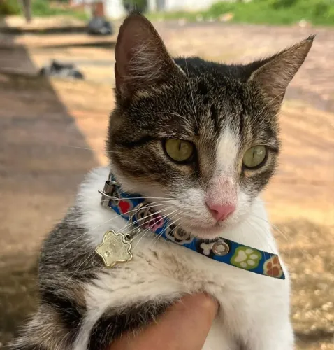 Adoção Responsável