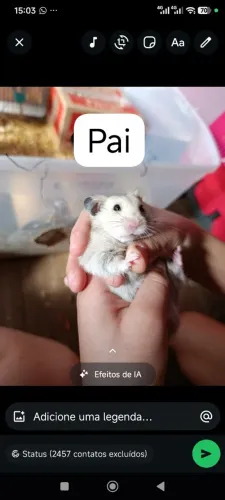 Filhotes de Hamster 