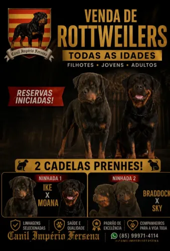 Últimos filhotes! Padrão Exposições