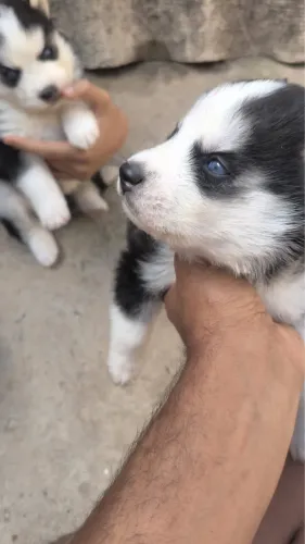 Cachorro Husky Siberiano