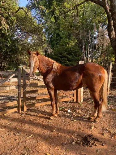 Cavalo a venda