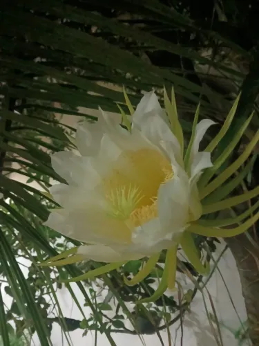 Mudas de Pitaya Golden de Israel