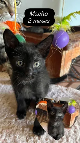 Gatinhos fofos 