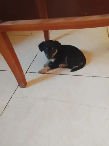 Estou doando uma filhotinha fêmea
