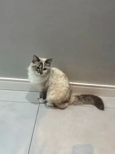 Linda gatinha