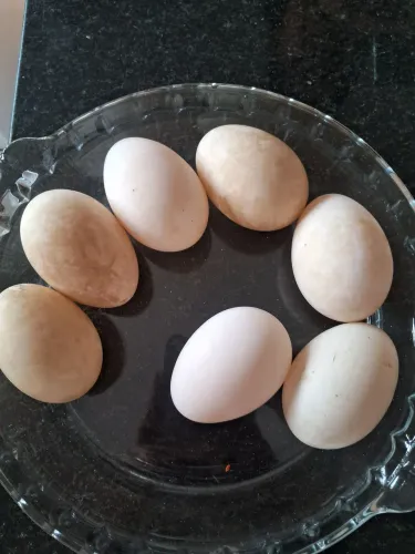 Ovos de Marrecos de Pompom galados