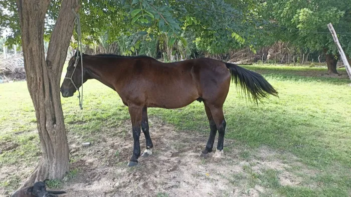 Vendo ótimo cavalo. Manso, rápido.