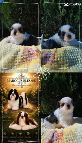 Shih tzu disponíveis