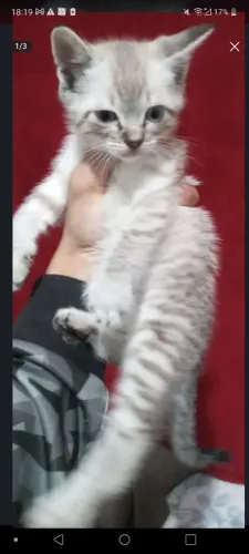 Gato macho para venda para ajudar a mãe dele na castração e vacinação