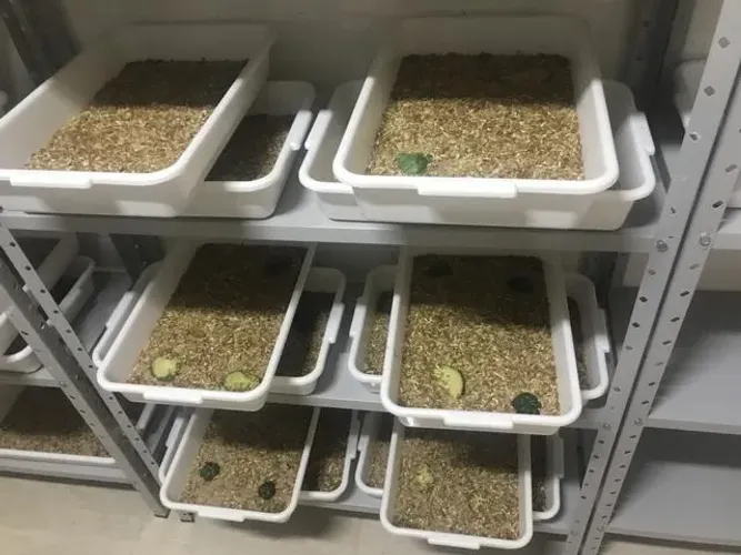 Proteína Natural Nutritiva para Répteis e Aves - Pote 10g