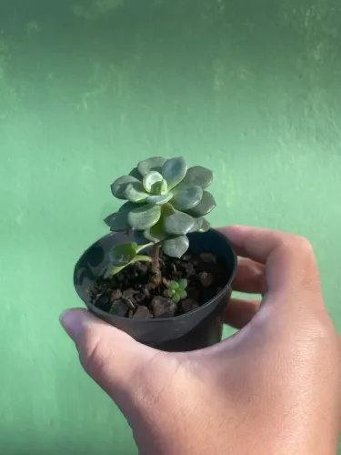 Vasinhos de plantas