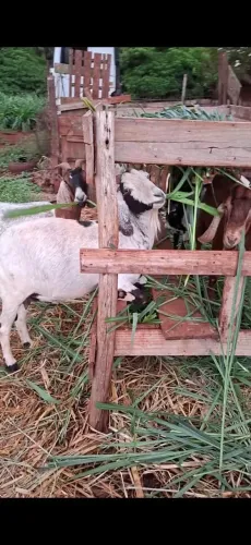 Cabras anglo nubiana 