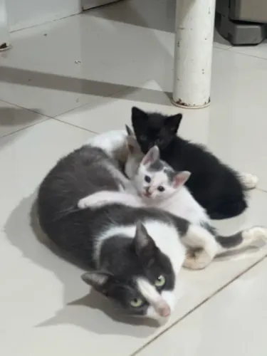 Gatinhos para doação 