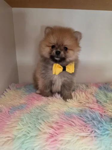 Spitz Alemão anão machinhos