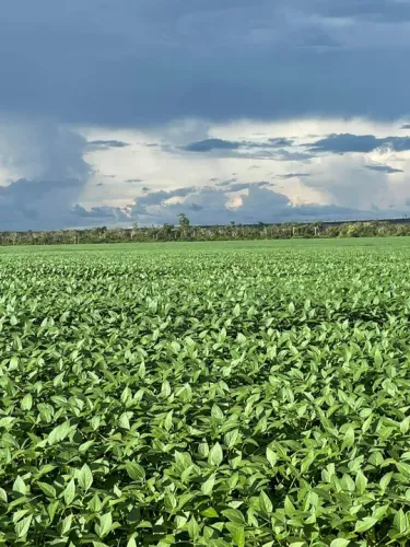 Fazenda 2.850 hect em Sorriso MT. 2.1150 plantando 200 milhões.