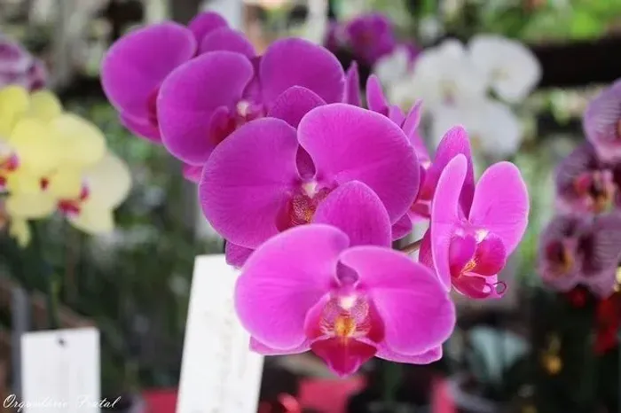Orquídeas Phalaenopsis Adulta Sem Flor - Orquídea Borboleta Raras