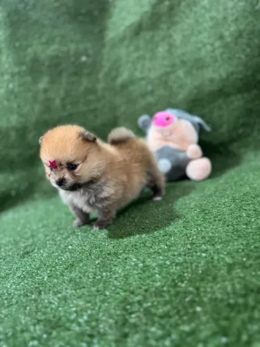 Lulu da pomerania fêmea laranja anão baby 