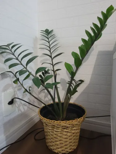 Zamiocuca