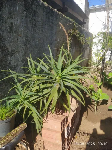 Folha de babosa, preço por unidade.