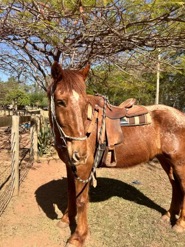 Cavalo Bretão 