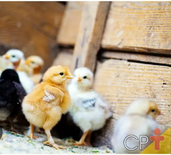 Vendo pintinhos caipiras de 1 dia 