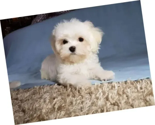 Filhotes de Maltês Mini White com Pelagem Sedosa