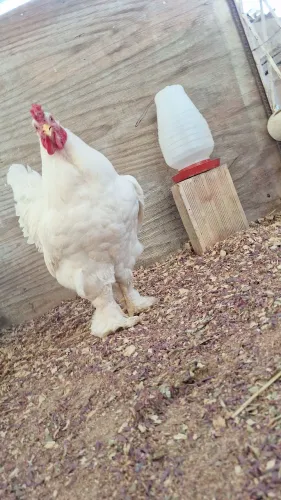 Galo brahma white(Branco)