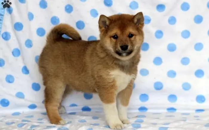 Shiba Inu Macho e Fêmea- Raça pura 